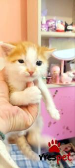 Ράτσα: Άγνωστο - Ημίαιμο | Ηλικία: 2 μηνών | Φύλο: Αρσενικό | Αρ. Microchip: 000000000000000000000 | Ημίαιμο | Περιοχή: Χαϊδάρι, Αττική