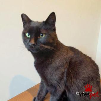 Ράτσα: Άγνωστο - Ημίαιμο | Ηλικία: 1 έτους | Φύλο: Θηλυκό | Αρ. Microchip: 000000000000000000000 | Ημίαιμο | Περιοχή: Χαϊδάρι, Αττική