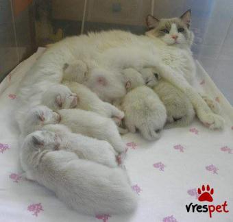 Ράτσα: Ράγκντολ | Ηλικία: 3 μηνών | Φύλο: Αρσενικό | Αρ. Microchip: 985113009734731 | Ιδιώτης | Pedigree | Περιοχή: Αθήνα, Αττική