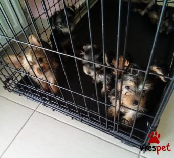 Ράτσα: Γιόρκσάϊρ τεριέ - Yorkshire Terrier | Ηλικία: 3 μηνών | Φύλο: Θηλυκό | Αρ. Microchip: 5529963210 | Ιδιώτης | Περιοχή: Αλεξανδρούπολη, Θράκη