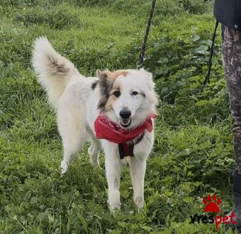 Ράτσα: Άγνωστο - Ημίαιμο | Ηλικία: 1 έτους | Φύλο: Θηλυκό | Αρ. Microchip: 00000000000000 | Περιοχή: Κορωπί, Αττική