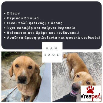 Ράτσα: Άγνωστο - Ημίαιμο | Ηλικία: 2 ετών | Φύλο: Αρσενικό | Αρ. Microchip: - | Περιοχή: Νέα Σμύρνη, Αττική