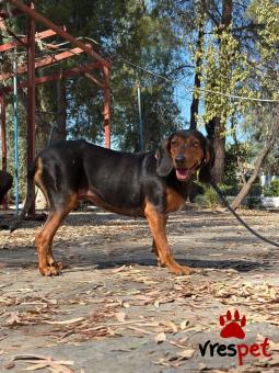 Ράτσα: Άγνωστο - Ημίαιμο | Ηλικία: 4 ετών | Φύλο: Θηλυκό | Αρ. Microchip: - | Περιοχή: Νέα Σμύρνη, Αττική