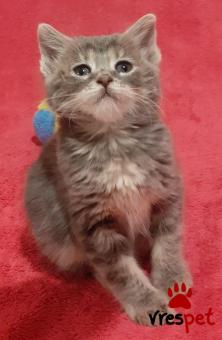 Ράτσα: Ρωσική Μπλε | Ηλικία: 2 μηνών | Φύλο: Αρσενικό | Αρ. Microchip: 966000017281537 | Περιοχή: Παιανία, Αττική