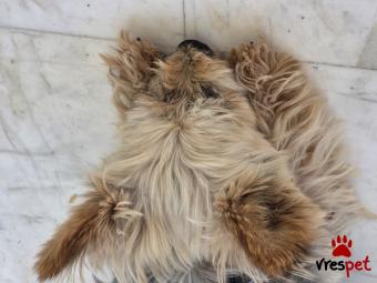 Ράτσα: Γιόρκσάϊρ τεριέ - Yorkshire Terrier | Ηλικία: 5+ | Φύλο: Αρσενικό | Αρ. Microchip: 900032002449553 | Ιδιώτης | Περιοχή: Νεάπολη Συκεές, Θεσσαλονίκη