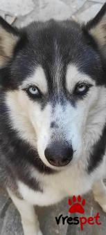 Ράτσα: Σιβηριανός Χάσκι - Siberian Husky | Ηλικία: 4 ετών | Φύλο: Θηλυκό | Αρ. Microchip: 0 | Περιοχή: Γλυφάδα, Αττική