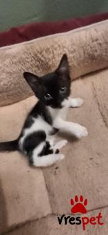 Ράτσα: Άγνωστο - Ημίαιμο | Ηλικία: 2,5 μηνών | Φύλο: Θηλυκό | Αρ. Microchip: 000000000000000000000 | Ημίαιμο | Περιοχή: Χαϊδάρι, Αττική