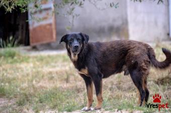 Ράτσα: Άγνωστο - Ημίαιμο | Ηλικία: 5+ | Φύλο: Αρσενικό | Αρ. Microchip: 524656585969586 | Περιοχή: Νεάπολη Συκεές, Θεσσαλονίκη