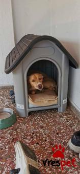 Ράτσα: Κοκόνι - Kokoni | Ηλικία: 3 ετών | Φύλο: Αρσενικό | Αρ. Microchip: - | Ημίαιμο | Περιοχή: Θεσσαλονίκη, Θεσσαλονίκη