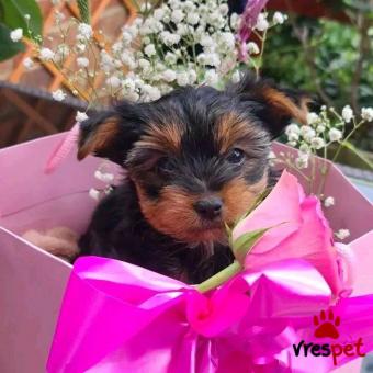 Ράτσα: Γιόρκσάϊρ τεριέ - Yorkshire Terrier | Ηλικία: 3 μηνών | Φύλο: Θηλυκό | Αρ. Microchip: 98024509602904 | Έμπορος | Ιδιώτης | Εκπαιδευμένο | Pedigree | Περιοχή: Αθήνα, Αττική