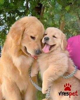 Ράτσα: Γκόλντεν Ριτρίβερ - Golden Retriever | Ηλικία: 2,5 μηνών | Φύλο: Θηλυκό | Αρ. Microchip: 985128009870055 | Ιδιώτης | Εκπαιδευμένο | Pedigree | Περιοχή: Αθήνα, Αττική