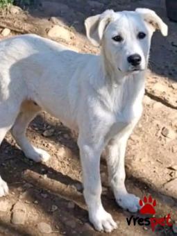 Ράτσα: Άγνωστο - Ημίαιμο | Ηλικία: 5 μηνών | Φύλο: Θηλυκό | Αρ. Microchip: - | Περιοχή: Κιλκίς, Μακεδονία