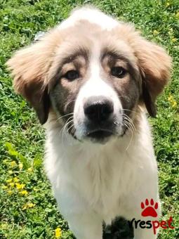 Ράτσα: Άγνωστο - Ημίαιμο | Ηλικία: 5 μηνών | Φύλο: Θηλυκό | Αρ. Microchip: 0000000 | Περιοχή: Κορδελιό Εύοσμος, Θεσσαλονίκη