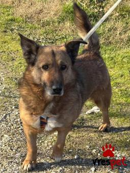 Ράτσα: Άγνωστο - Ημίαιμο | Ηλικία: 5+ | Φύλο: Αρσενικό | Αρ. Microchip: 0000000 | Περιοχή: Κορδελιό Εύοσμος, Θεσσαλονίκη