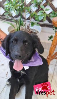 Ράτσα: Λαμπραντόρ - Labrador | Ηλικία: 4 μηνών | Φύλο: Αρσενικό | Αρ. Microchip: 9400034569584 | Ημίαιμο | Περιοχή: Λαυρεωτική, Αττική