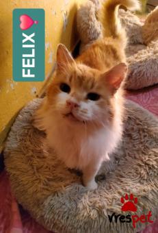 Ράτσα: Άγνωστο - Ημίαιμο | Ηλικία: 2 ετών | Φύλο: Αρσενικό | Αρ. Microchip: 000000000000000000000 | Ημίαιμο | Περιοχή: Χαϊδάρι, Αττική