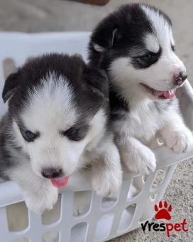 Ράτσα: Πομεράνιαν - Pomeranian | Ηλικία: 2,5 μηνών | Φύλο: Αρσενικό | Αρ. Microchip: 978104582345678 | Ιδιώτης | Εκπαιδευμένο | Pedigree | Περιοχή: Αθήνα, Αττική