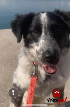 Ράτσα: Άγνωστο - Ημίαιμο | Ηλικία: 2 ετών | Φύλο: Θηλυκό | Αρ. Microchip: 000000000000000000000 | Ημίαιμο | Περιοχή: Χαϊδάρι, Αττική