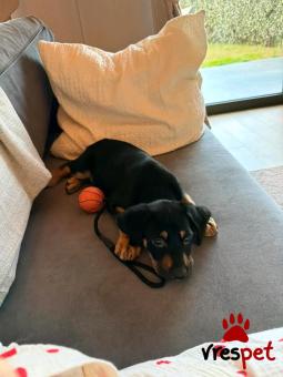 Ράτσα: Άγνωστο - Ημίαιμο | Ηλικία: 2 μηνών | Φύλο: Αρσενικό | Αρ. Microchip: - | Περιοχή: Νέα Σμύρνη, Αττική