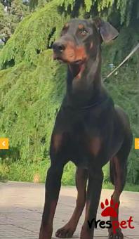 Ράτσα: Ντόμπερμαν - Doberman | Ηλικία: 1 έτους | Φύλο: Αρσενικό | Αρ. Microchip: 900255001209522 | Ιδιώτης | Εκπαιδευμένο | Περιοχή: Σταυρούπολη, Θεσσαλονίκη