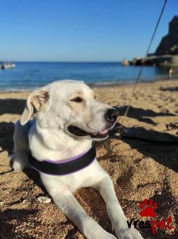 Ράτσα: Λαμπραντόρ - Labrador | Ηλικία: 5+ | Φύλο: Θηλυκό | Αρ. Microchip: 0 | Ημίαιμο | Περιοχή: Γλυφάδα, Αττική