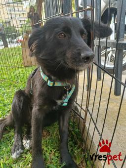 Ράτσα: Άγνωστο - Ημίαιμο | Ηλικία: 2 ετών | Φύλο: Θηλυκό | Αρ. Microchip: 0 | Περιοχή: Νέα Σμύρνη, Αττική