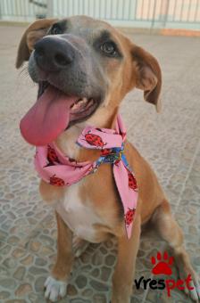 Ράτσα: Βελγικός Ποιμενικός Μαλινουά - Belgian Malinois | Ηλικία: 4 μηνών | Φύλο: Θηλυκό | Αρ. Microchip: 0 | Ημίαιμο | Περιοχή: Γλυφάδα, Αττική