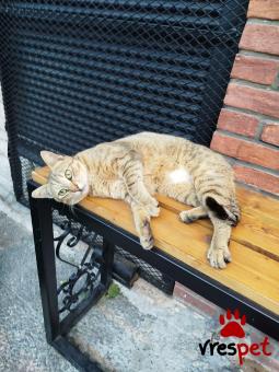 Ράτσα: Άγνωστο - Ημίαιμο | Ηλικία: 1 έτους | Φύλο: Θηλυκό | Αρ. Microchip: 000000000000000000000 | Ημίαιμο | Περιοχή: Χαϊδάρι, Αττική