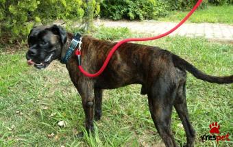 Ράτσα: Μπόξερ - Boxer | Ηλικία: 2 ετών | Φύλο: Αρσενικό | Αρ. Microchip: 912143231678217 | Περιοχή: Χαϊδάρι, Αττική