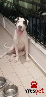 Ράτσα: Ντόγκο Αρζεντίνο - Dogo Argentino | Ηλικία: 7 μηνών | Φύλο: Αρσενικό | Αρ. Microchip: - | Ημίαιμο | Περιοχή: Θεσσαλονίκη, Θεσσαλονίκη