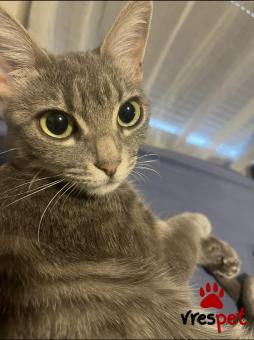 Ράτσα: Γάτα του Αιγαίου | Ηλικία: 2 ετών | Φύλο: Θηλυκό | Αρ. Microchip: 00491625233939 | Περιοχή: Αθήνα, Αττική