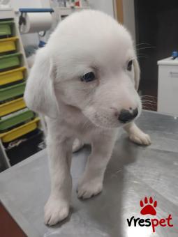 Ράτσα: Άγνωστο - Ημίαιμο | Ηλικία: 2,5 μηνών | Φύλο: Θηλυκό | Αρ. Microchip: 0 | Ημίαιμο | Περιοχή: Γλυφάδα, Αττική