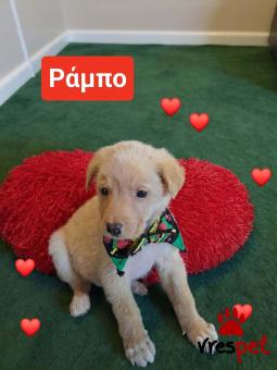 Ράτσα: Λαμπραντόρ - Labrador | Ηλικία: 2 μηνών | Φύλο: Αρσενικό | Αρ. Microchip: 9012362545478 | Ημίαιμο | Περιοχή: Λαυρεωτική, Αττική