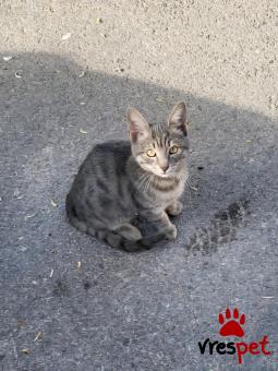 Ράτσα: Άγνωστο - Ημίαιμο | Ηλικία: 2 μηνών | Φύλο: Αρσενικό | Αρ. Microchip: 90009823202000 | Περιοχή: Ελευσίνα, Αττική