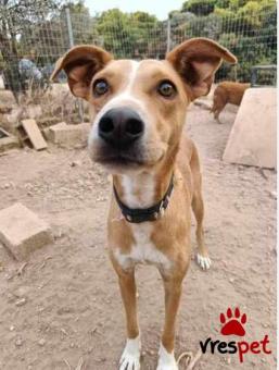 Ράτσα: Άγνωστο - Ημίαιμο | Ηλικία: 5+ | Φύλο: Αρσενικό | Αρ. Microchip: . | Περιοχή: Νέα Σμύρνη, Αττική