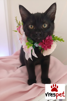 Ράτσα: Άγνωστο - Ημίαιμο | Ηλικία: 4 μηνών | Φύλο: Θηλυκό | Αρ. Microchip: 000000009 | Ημίαιμο | Περιοχή: Πεύκη, Αττική