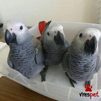 Είδος: Παπαγάλοι | Ιδιώτης | Περιοχή: Αθήνα, Αττική