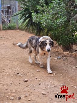 Ράτσα: Άγνωστο - Ημίαιμο | Ηλικία: 5+ | Φύλο: Αρσενικό | Αρ. Microchip: - | Ημίαιμο | Περιοχή: Νέα Σμύρνη, Αττική