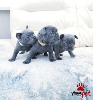 Ράτσα: Γαλλικό Μπουλντόγκ - Bulldog | Ηλικία: 2,5 μηνών | Φύλο: Αρσενικό | Αρ. Microchip: 4518890367 | Ιδιώτης | Εκπαιδευμένο | Pedigree | Περιοχή: Αττική