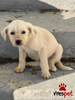 Ράτσα: Άγνωστο - Ημίαιμο | Ηλικία: 2 μηνών | Φύλο: Θηλυκό | Αρ. Microchip: - | Περιοχή: Κιλκίς, Μακεδονία