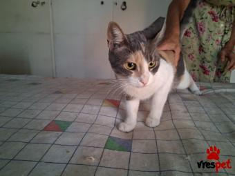 Ράτσα: Άγνωστο - Ημίαιμο | Ηλικία: 1 έτους | Φύλο: Θηλυκό | Αρ. Microchip: 000000000000000000000 | Ημίαιμο | Περιοχή: Χαϊδάρι, Αττική