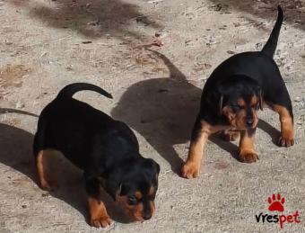 Ράτσα: Άγνωστο - Ημίαιμο | Ηλικία: 3 μηνών | Φύλο: Αρσενικό | Αρ. Microchip: 0000000 | Περιοχή: Κορδελιό Εύοσμος, Θεσσαλονίκη