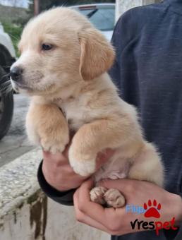 Ράτσα: Άγνωστο - Ημίαιμο | Ηλικία: 2 μηνών | Φύλο: Αρσενικό | Αρ. Microchip: 999999999999999 | Περιοχή: Αττική