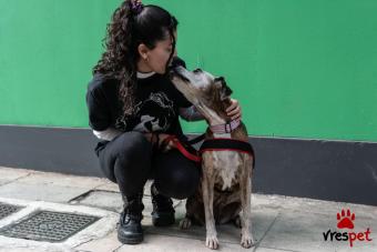 Ράτσα: Άγνωστο - Ημίαιμο | Ηλικία: 5+ | Φύλο: Θηλυκό | Αρ. Microchip: - | Περιοχή: Νέα Σμύρνη, Αττική