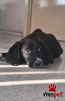 Ράτσα: Ελληνικός Ιχνηλάτης - Γκέκας | Ηλικία: 4 μηνών | Φύλο: Αρσενικό | Αρ. Microchip: 0000 | Ημίαιμο | Περιοχή: Μαρούσι, Αττική