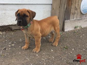 Ράτσα: Κανέ Κόρσο - Cane Corso | Ηλικία: 3 μηνών | Φύλο: Αρσενικό | Αρ. Microchip: 985113009734640 | Ιδιώτης | Εκπαιδευμένο | Pedigree | Περιοχή: Αθήνα, Αττική