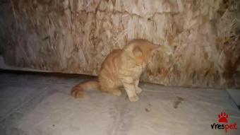 Ράτσα: Άγνωστο - Ημίαιμο | Ηλικία: 6 μηνών | Φύλο: Αρσενικό | Αρ. Microchip: 0 | Περιοχή: Αττική