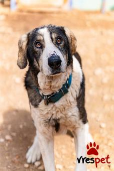 Ράτσα: Άγνωστο - Ημίαιμο | Ηλικία: 5+ | Φύλο: Αρσενικό | Αρ. Microchip: - | Ημίαιμο | Περιοχή: Νέα Σμύρνη, Αττική