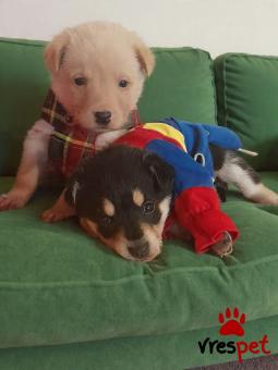 Ράτσα: Άγνωστο - Ημίαιμο | Ηλικία: 2 μηνών | Φύλο: Αρσενικό | Αρ. Microchip: 9012362545478 | Χάθηκε | Περιοχή: Λαυρεωτική, Αττική