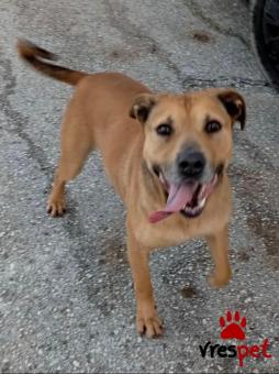 Ράτσα: Άγνωστο - Ημίαιμο | Ηλικία: 1 έτους | Φύλο: Αρσενικό | Αρ. Microchip: 0000000 | Περιοχή: Κορδελιό Εύοσμος, Θεσσαλονίκη